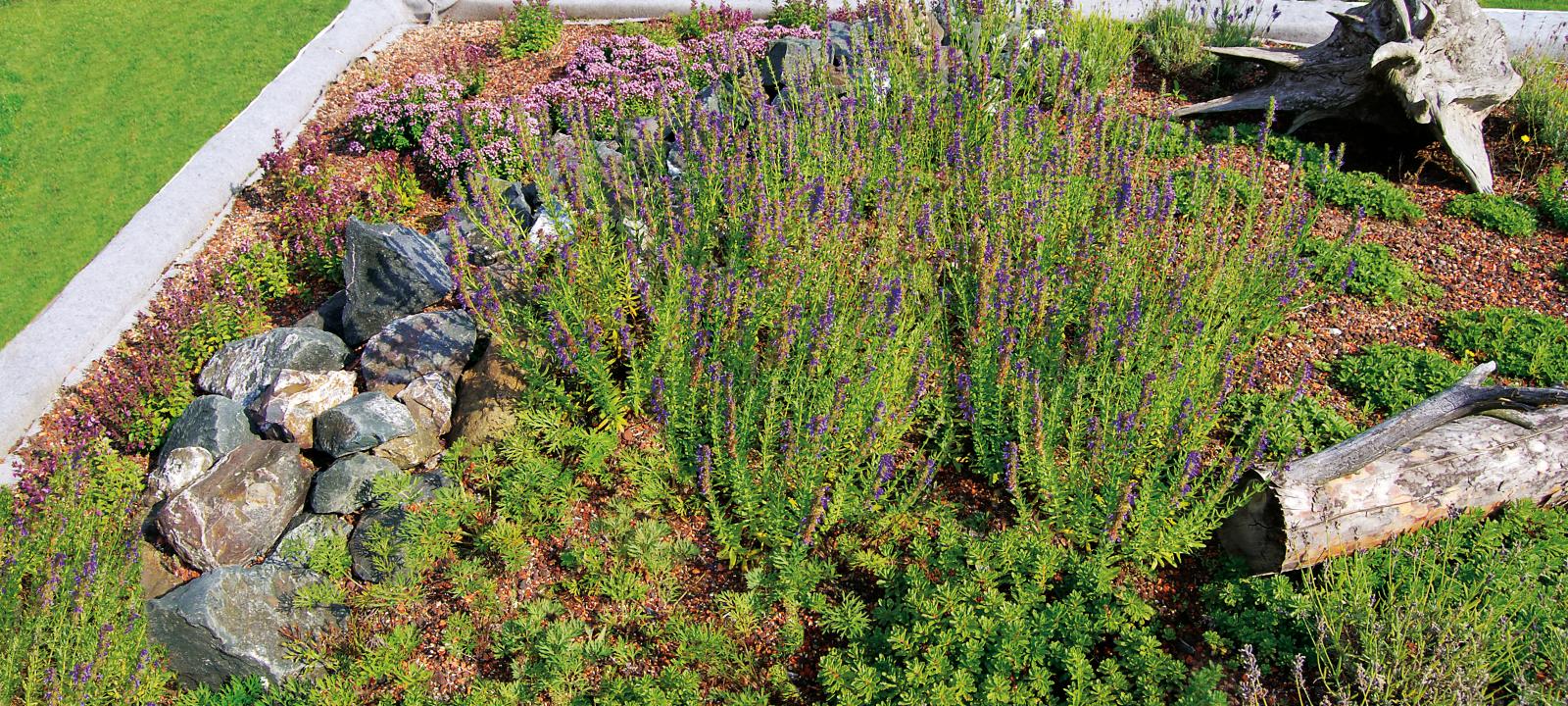 Extensive green roof with dead wood and stones